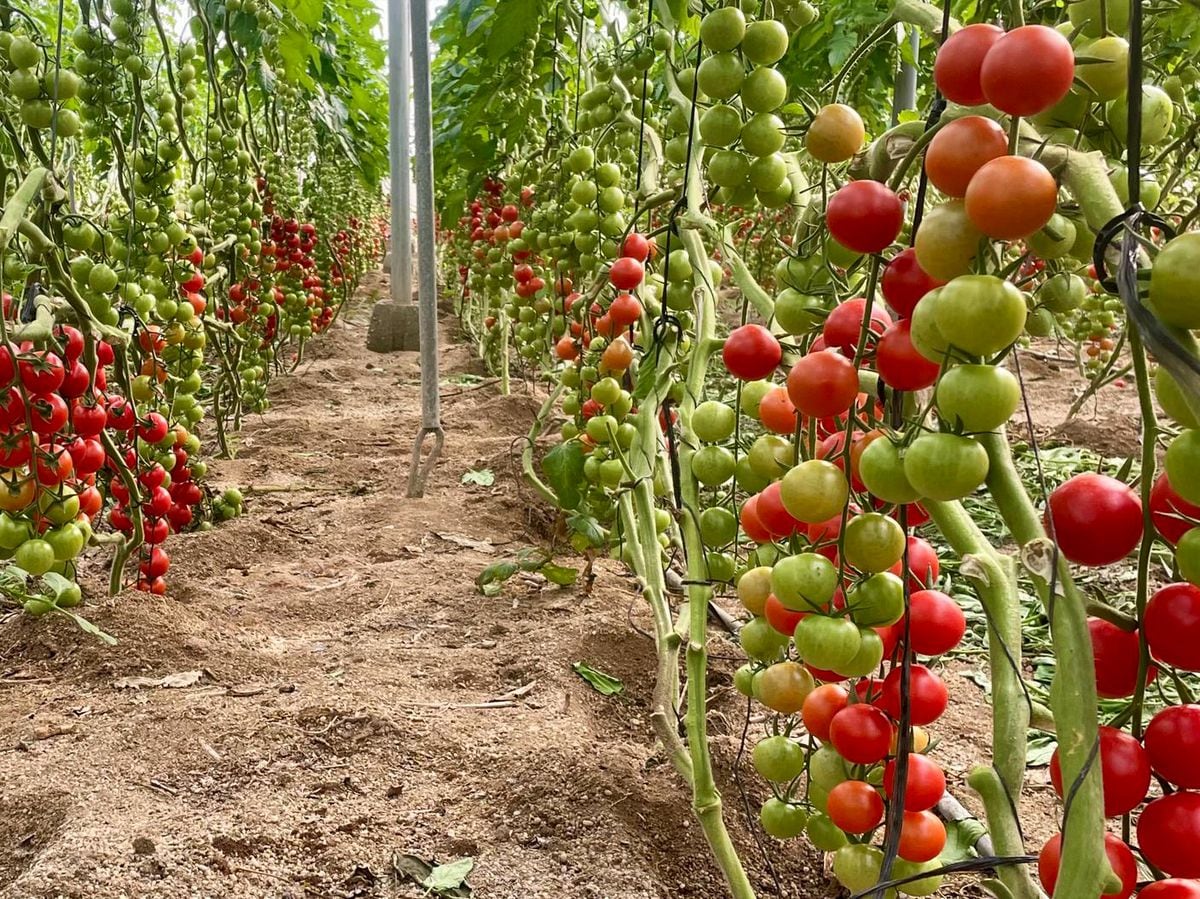 ¿Es un tomate ecológico francés mejor que uno español? | Clima y Medio Ambiente