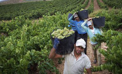Labores de la vendimia en Aldeanueva de Ebro (La Rioja), el pasado 31 de agosto.