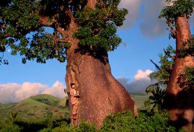 Baobab en la isla de Gran Comora