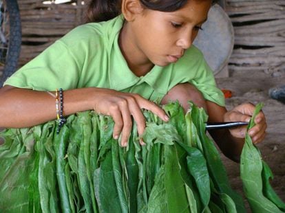 Vender Torres, de 12 años, ensarta hojas de tabaco. Es una de las industrias tradicionales de El Salado.