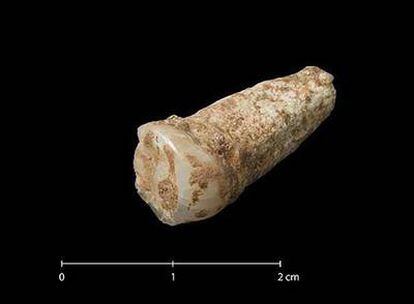 Premolar de hace 1,2 millones de años descubierto en Atapuerca.
