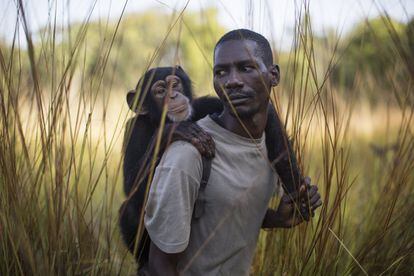 Douda Keita, de 38 años, lleva a Noel a dar su paseo diario, en el Centro de Conservación de Chimpancés de Somoria (Guinea).