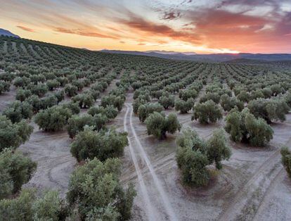 Panorámica de un olivar cerca de Torredonjimeno, en la provincia de Jaén (Andalucía).