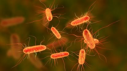 Imagen computarizada de bacterias 'Escherichia coli'.