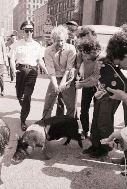 Los 'yippies' reunidos durante la convención demócrata de 1968 en Chicago para mostrar a su candidato: un cerdo llamado 'Pigasus'.