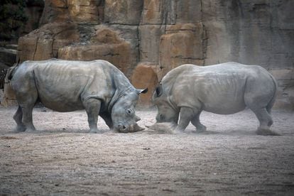 Los rinocerontes Cirilo y Nombula, en el Bioparc Valencia.