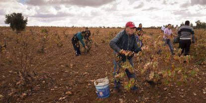 Un grupo de rebuscadores, en Tierra de Barros, el pasado octubre.