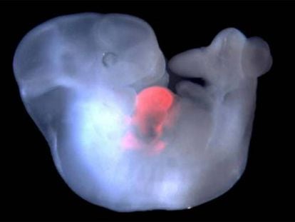 Un embrión de ratón con células de rata en su corazón. En vídeo, científicos españoles lideran una investigación para crear embriones de monos con células humanas.