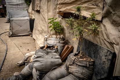 Plantas de marihuana en una de las zonas comunales del plantón.
