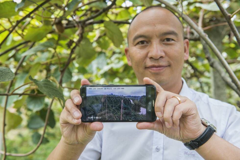 Los agricultores pueden seguir a través del móvil, y en tiempo real, la emisión de las cámaras que recogen el estado del terreno en multitud de parcelas. El 5G va llegando también a las zonas rurales y es un gran aliado.