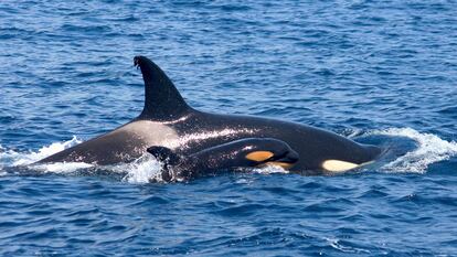 Orcas en el Estrecho de Gibraltar.
