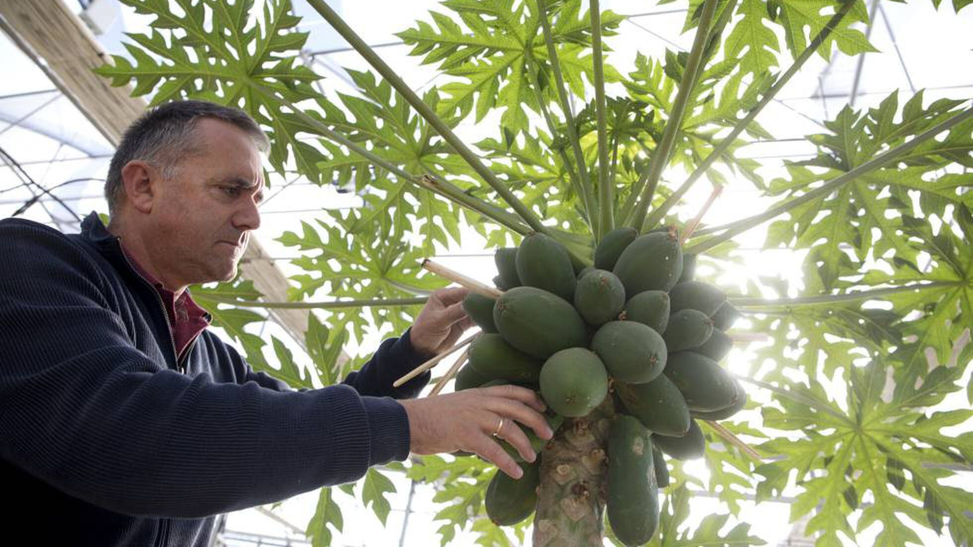 Pitaya, longan o lúcuma también son frutas españolas | Economía | EL PAÍS