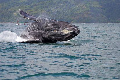 Una ballena jorobada, en el parque nacional Marino Ballena, en Costa Rica