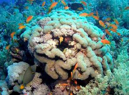 Los efectos del cambio climático son fatales para el coral, que pierde el color, se blanquea y muere.