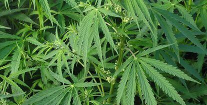 Plantación de marihuana.