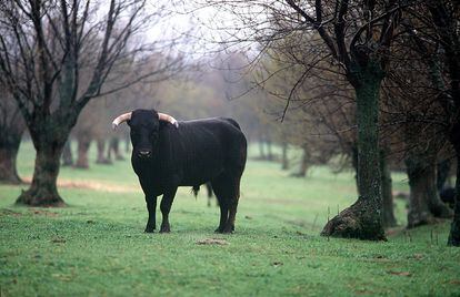 Un toro bravo en una imagen de archivo