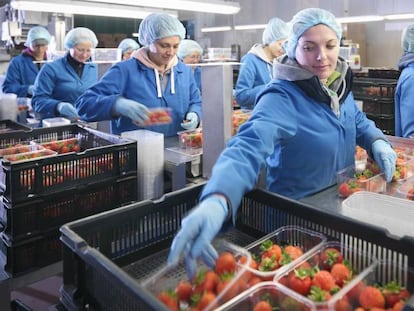 Trabajadoras clasificando fresas para su posterior venta