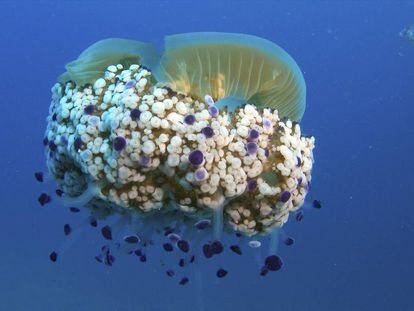 Una medusa en una imatge d&#039;arxiu.