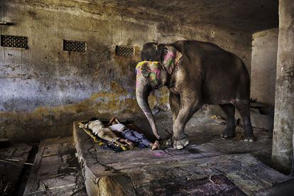 El fotógrafo Steve McCurry, de la agencia Magnum, retrata con su cámara los infinitos contrastes del subcontinente indio. En la imagen, dos indios duermen con su elefante en Rajastán, el Estado al noroeste del país.