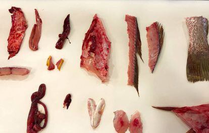 DESPIECES DE UNA CORVINA / CAPEL