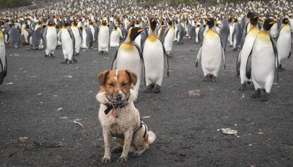 Uno de los perros que han rastreado las islas Georgias del Sur, junto a un grupo de pingüinos.