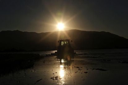 Un tractor fanguea un arrozal al atardecer en el Delta del Ebro.