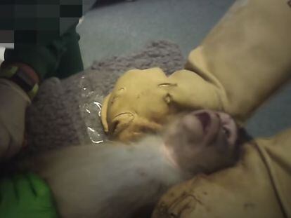 Imagen del vídeo de Cruelty Free Internacional que muestra las condiciones de la experimentación con animales en el laboratorio de Vivotecnia en Madrid.