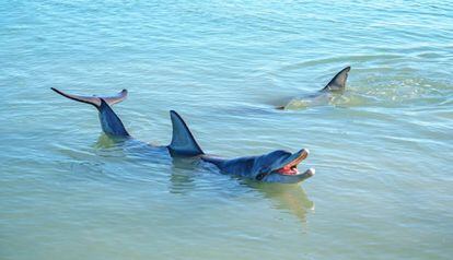 Delfines en Shark Bay, Australia.