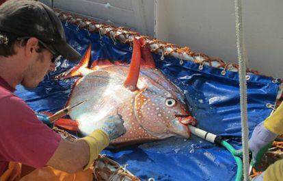 Los investigadores colocaron sensores térmicos en el interior y exterior de los peces para medir su temperatura antes y después de su liberación.