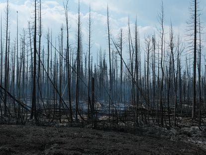 Árboles quemados cerca del río Hay, en el noroeste de Canadá, el jueves.