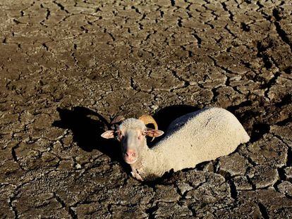 Una cabra hundida en la tierra seca, en el término municipal de La Haba, Badajoz. 