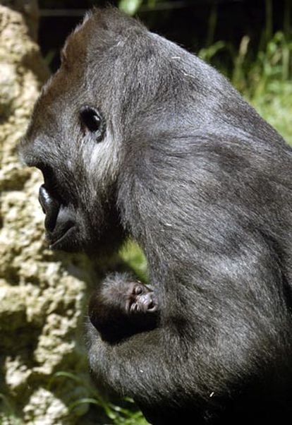 Hacía 14 años que no se producía el nacimiento de un gorila, en peligro de extinción, en el Zoo madrileño.
