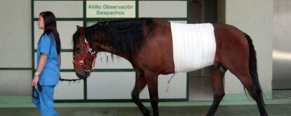 Un caballo se recupera tras ser intervenido quirúrgicamente en la clínica de veterinaria de la UCM.