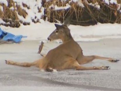El animal huía de un grupo de coyotes cuando cayó en la superficie de hielo