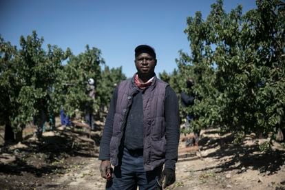 En la empresa Torre Molins, Huesca, más del 90 por ciento de la plantilla es extranjera. En la imagen Namory Keita, de Mali, en el campo de nectarinas. 