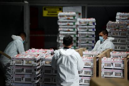 Trabajadores organizan cajas de rosas de exportación para celebrar el día de San Valentín, en el aeropuerto El Dorado de Bogotá, el 9 de febrero de 2022.