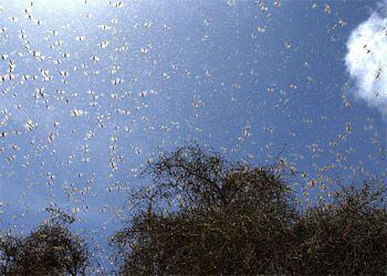 Un ejambre de insectos ensombrece el cielo en Kaedi, cerca del desierto.