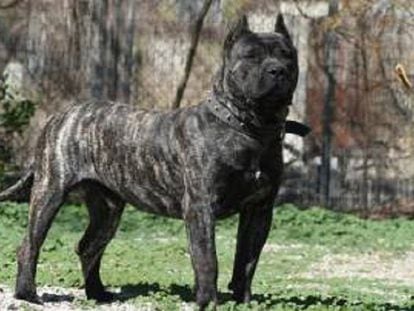 Un ejemplar de presa canario.