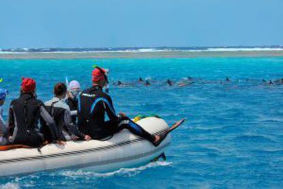 Safari marino con delfines en la región de Marsa Alam, en el Mar Rojo (Egipto).