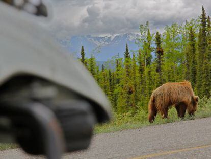 Encuentro con un oso grizzlie en Alaska.