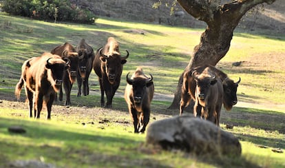 En el año transcurrido, el grupo ha comenzado a crecer con nuevas crias.