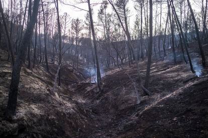 Árboles calcinados en Casas de Moya, una de las pedanías de Venta del Moro afectadas por el incendio.


