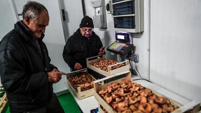 Dos hombres pesan varias cajas de setas en la lonja de Soria, este miércoles.