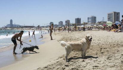 Gossos i amos a la platja de Llevant.