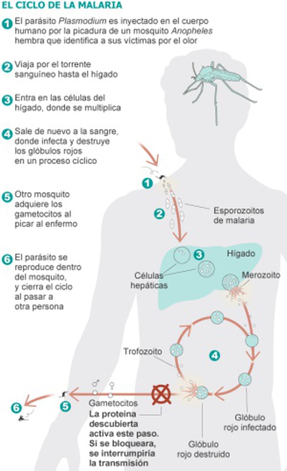 El Eslabón Débil Del Ciclo De La Malaria | Sociedad | EL PAÍS