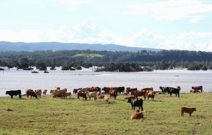 Unas vacas, en una granja en Richmond (Australia), en marzo de 2021.