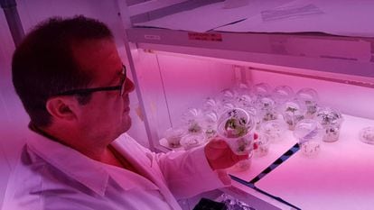 El científico Antonio Granell inspecciona los brotes de plantas de tomate editadas con CRISPR.