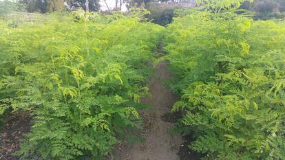 Plantación de la empresa Moringa Spain, en Torre de Bengalbón, Málaga.