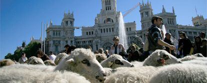 Un rebaño de ovejas pasa por delante de la Cibeles, frente al antiguo palacio de comunicación y actual sede del ayuntamiento