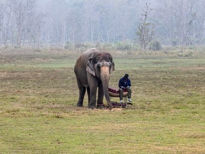 Un mahout descansa junto a un elefante durante en el Parque Nacional Chitwan, Patrimonio Mundial de la UNESCO, en Nepal el 31 de diciembre de 2023.
